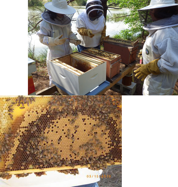 Students harvesting honey.
